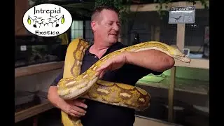 Giant Killer Snakes!   or not?   #reticulatedpython #retic #giantsnake