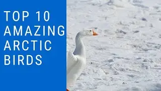 Top 10 amazing arctic birds