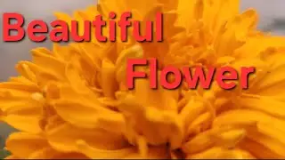 Beautiful flowers 