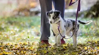 Border collie blue merle &ndash; najbardziej pożądane umaszczenie border collie