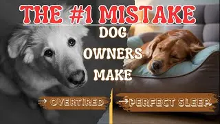 The #1 Mistake Dog Owners Make With Sleep