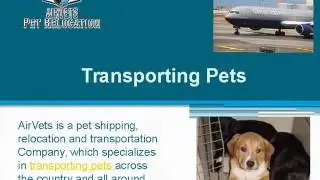 Pet Travel Agency