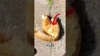 Этот кот застрял в яме 😂