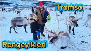 REN Geyikleriyle bir gün Tromso Norveç , Kuzey Kutup Dairesi Ren Geyikleri ile Kızak Yaptık #tromso