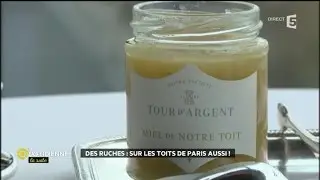 Des ruches : sur les toits de Paris