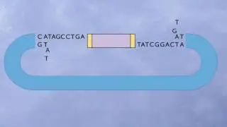 Mechanism of Transposition HD Animation