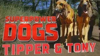 Filming Tipper and Tony, Saving endangered species in Kenya | Superpower Dogs