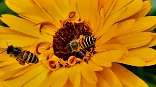 Bees are extracting nectar from flowers