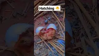 Pigeon Baby Hatching 🐣🐣 #pigeon #babypigeon #youtubeshorts #hatching #shorts