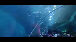 Deep sea aquarium view look awesome 