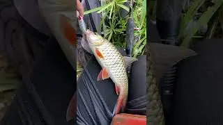 Casting Hampala Umpan Minnow Gagal Action Mod Jadi Swimbait #casting #castinghampala #fishing