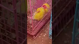 ##love birds sleeping 😴 🥱🥱🥱🥱🥱🥱💓🥰