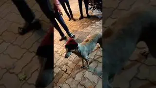 Cute puppy #cutedog #cuteanimal #funny #tranding #ytshorts #viralvideo
