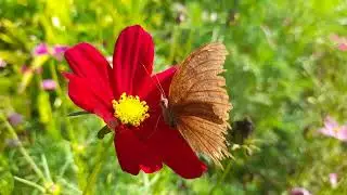 A dark pink cosmo flower with Medium brown butterfly at Flora creek krisada doi - Chiangmai