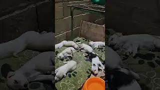 Ellos nacieron aqu&iacute;&hellip; y ustedes los vieron crecer 🐶 | Rescue puppies live #dogs #rescuedogs #perritos