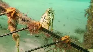 M&M Diving Frankston Pier Jan 2026