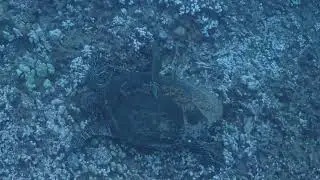 Hawksbill sea turtle 