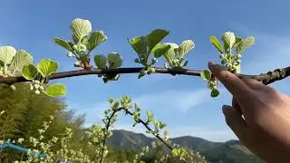 キウイフルーツの芽が動き出しました(ゴールドキウイ・ヘイワード)