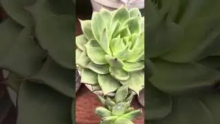 Echiveria side of the garden that’s shaded 🥰💛🩷 #fypyoutube #fypシ #viral 