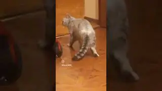 гимнастика