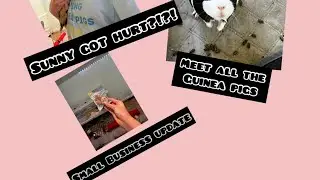 Meet all the Guinea pigs! |sunny got injured and how I&rsquo;m treating it| small Business update|￼