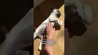 Pug Facts 101 🥰 #dog #dogs #dogshorts