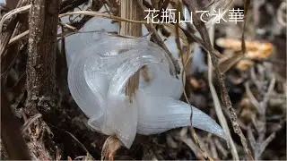 2026 01 26 花瓶山で氷華探し