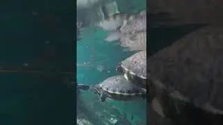 Can Turtles Hear You? 🐢👂