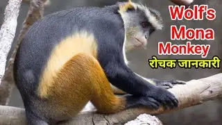 Wolf's mona monkey behavior 🐒 wolf guenon monkey facts | mona monkey wildlife documentary in hindi