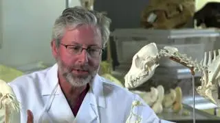 The Fossil History of the Human Hand &mdash; HHMI BioInteractive Video