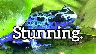 I Just Got DART FROGS!!!
