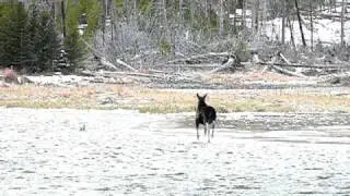 Jesus Moose walks on the water!