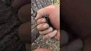 The Cricket!