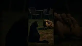 Cat Meets Wild Animal Family | Unbelievable Encounter: Cat Meets the Wildest Family! 😺🌙#cat #animals