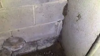Termites in subfloor video 5