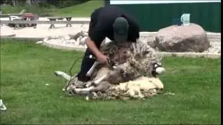 Sheep Shear