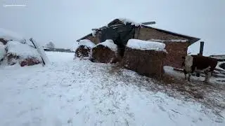 БЫЧКИ ГЕРЕФОРДЫ ЖДУТ “МАРШРУТКУ”