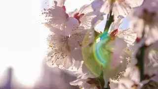 Tokyo's Hidden Cherry Blossom Park