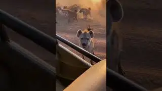 Hyena Interaction That Made Me Regret the Trip #shorts #africa #animals