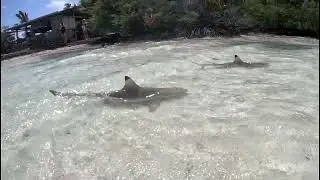 Rangiroa y Blue Lagoon
