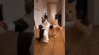 the cat show #shorts