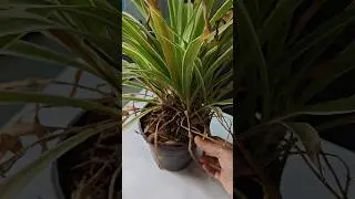 have to save my dying spider plant, will work or not ? #summergarden #gardentips #indoorgardening