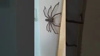 ARANHA GIGANTE DA AUSTR&Aacute;LIA.