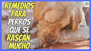 🆘 &iquest;SI MI PERRO SE RASCA MUCHO? 🆘 &iquest;QUE REMEDIOS CASEROS LE PUEDO DAR?