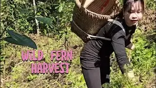 Harvesting Wild Ferns from the Forest | Bringing Nature’s Gift to the Market