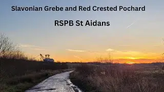 Slavonian Grebe & Red Crested Pochard at RSPB St Aidan's