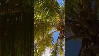 Views from the 682 🇨🇰🌅  #party #viral #fyp #travel #video #shorts #youtubeshorts #viralvideo