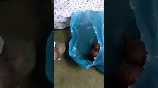 Jio Mart , Onion 🧅 , Turai (Ridge Gourd) #unboxing #jiomart #vlog #shorts #trending