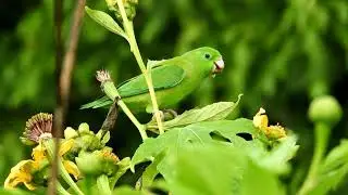 Copyright Free Bird Video 2022