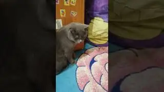 Отправить